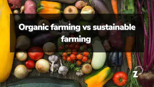Featured image for “Sustainable agriculture and organic farming: what’s the difference? ”
