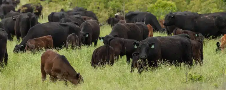 Adaptive grazing