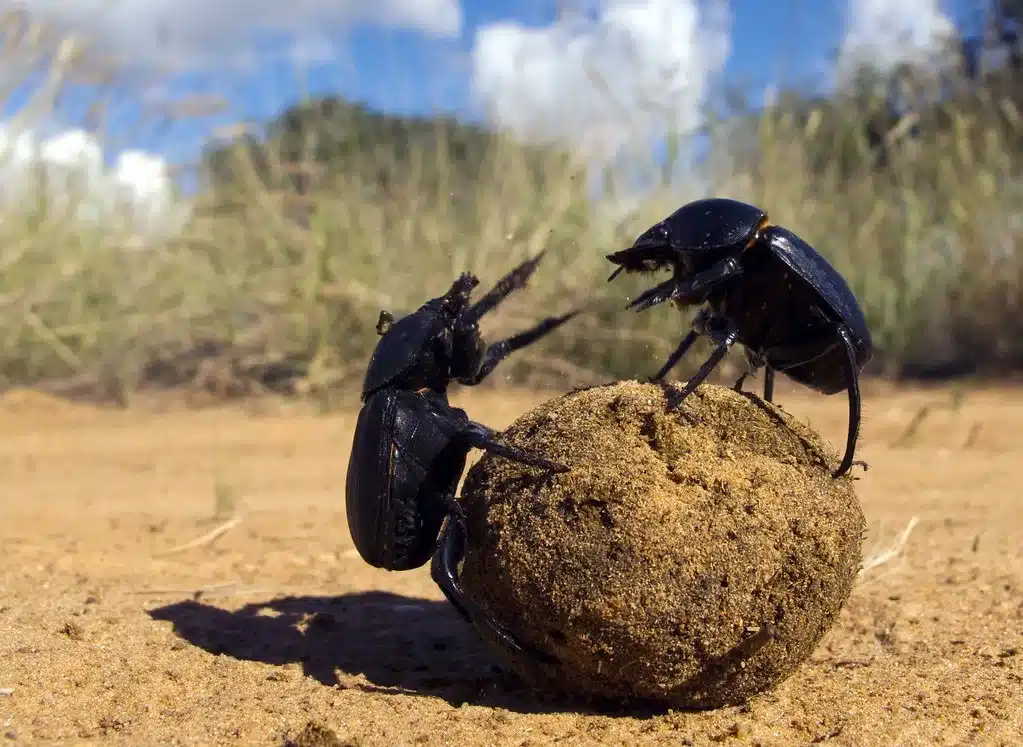 Dung beetles in agriculture