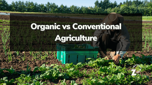 Featured image for “Organic vs. Conventional Agriculture”
