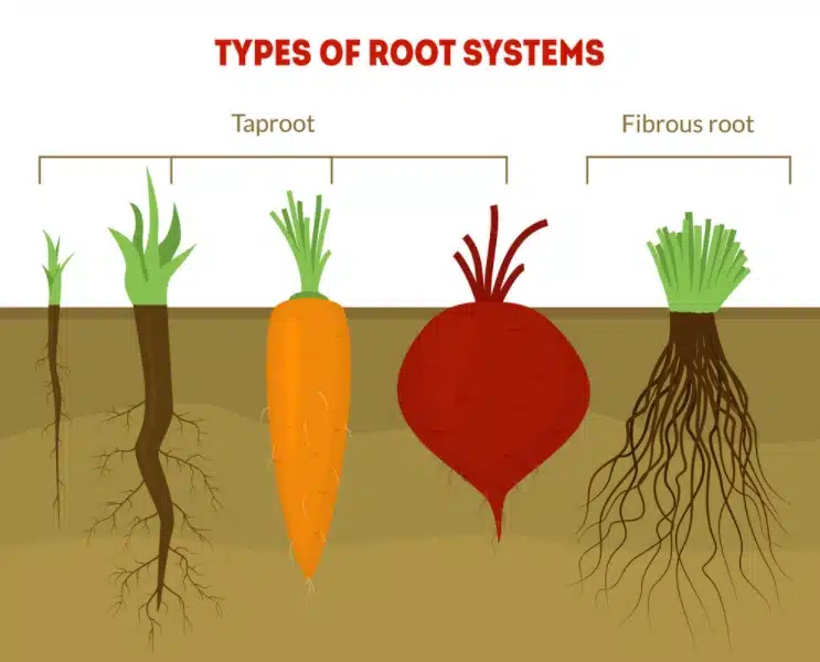 types of roots