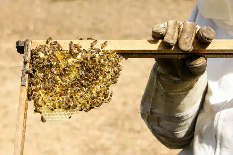 honey in south africa