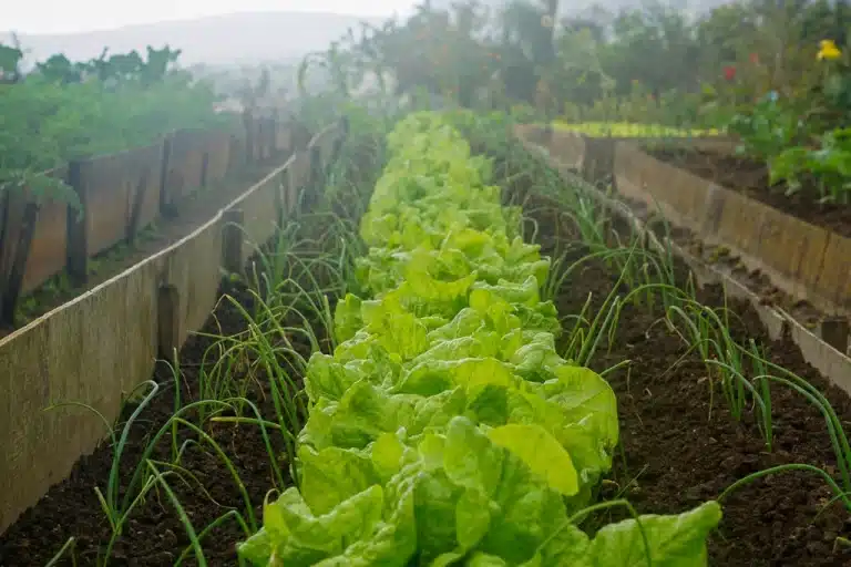 eco-eating image