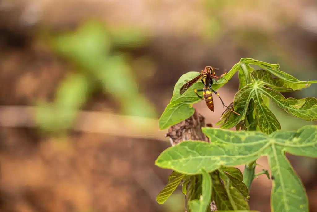 Beneficial wasp supporting natural pest and disease resistance