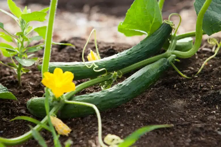 veggie garden image