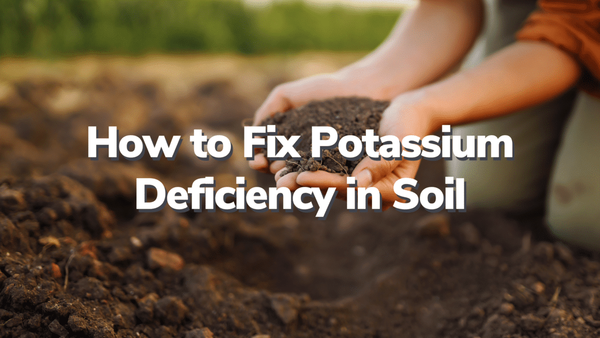 How to Fix Potassium Deficiency in Soil