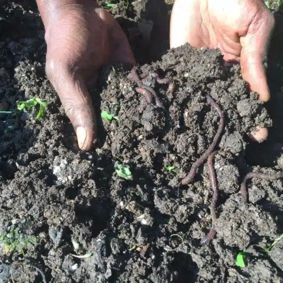 soil health image with earthworms