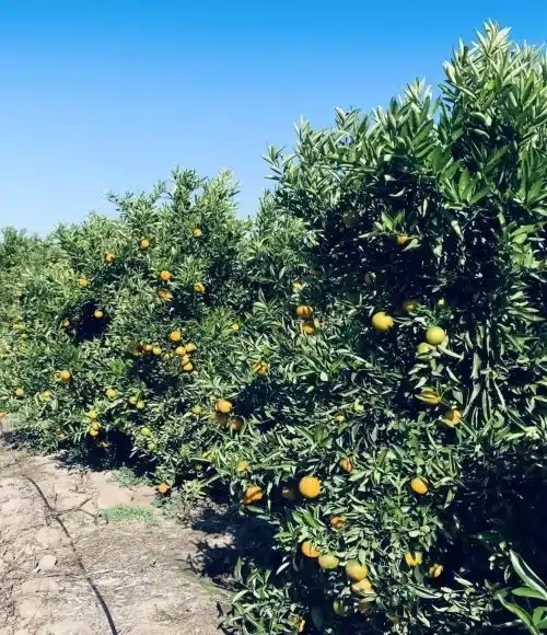 orange farming