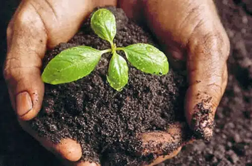 soil fertility