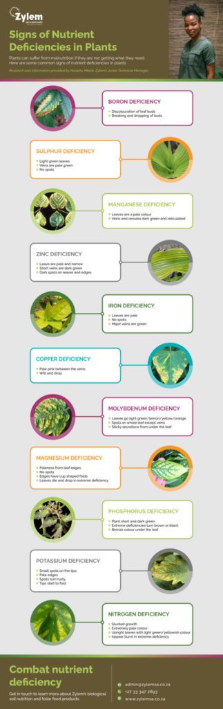 plant deficiency infographic