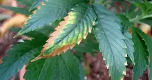 Boron deficiency in plants