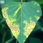 Copper deficiency in plants