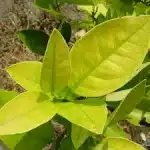 Iron deficiency in plants