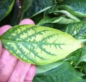 Magnesium deficiency in plants