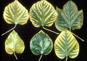 Manganese deficiency in plants