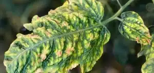 Molybdenum deficiency in plants