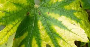 Nitrogen deficiency in plants