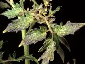 Phosphorus deficiency in plants