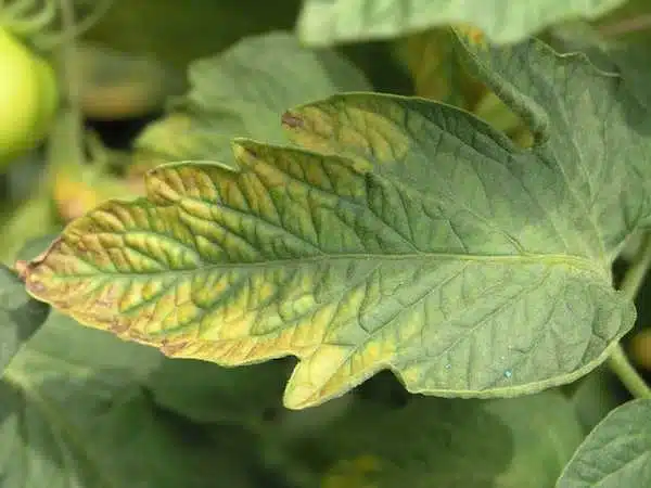 signs of potassium deficiency in plants