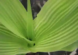 Sulphur deficiency in plants