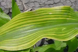 Zinc deficiency in plants