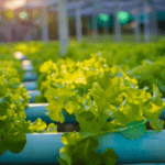 Fish hydrolysate benefits for hydroponic farming