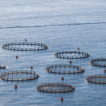 Fish hydrolysate used in aquaponics and aquaculture