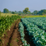 Fish hydrolysate benefits for crop farming