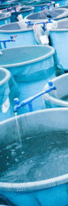 Fish hydrolysate benefits for aquaponics and aquaculture