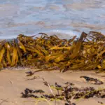 Kelp fertiliser delivered through fertigation