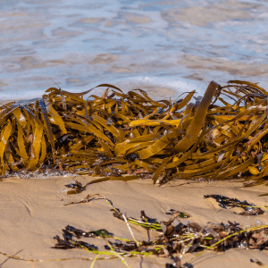 Seaweed Large Leaf in Kelp & Seaweed: Artificial