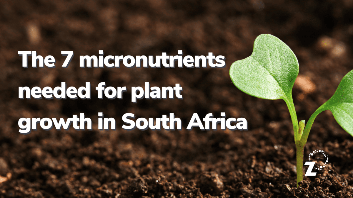 The 7 micronutrients needed for plant growth in South Africa