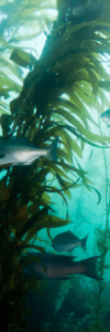 Zylem liquid kelp and fish hydrolysate products for sustainable farming