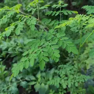 Moringa raw material for export