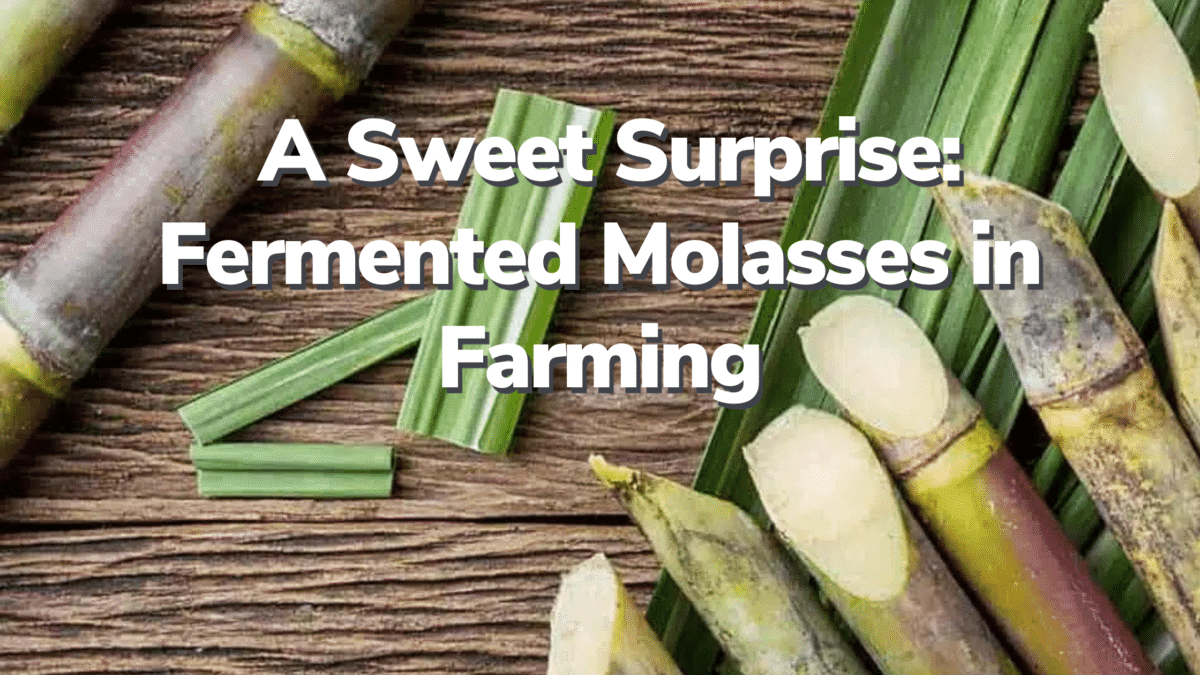 fermented molasses in farming