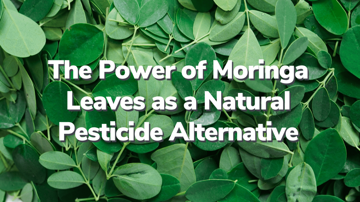 Using Moringa Leaves as Pesticide - RegenZ