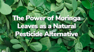 Featured image for “The Power of Moringa Leaves as a Natural Pesticide Alternative”