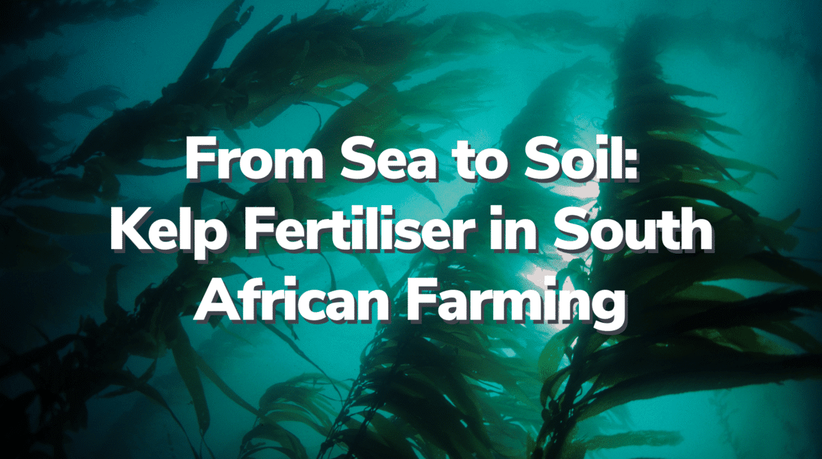 Kelp Fertiliser South Africa - Zylem Blog Header