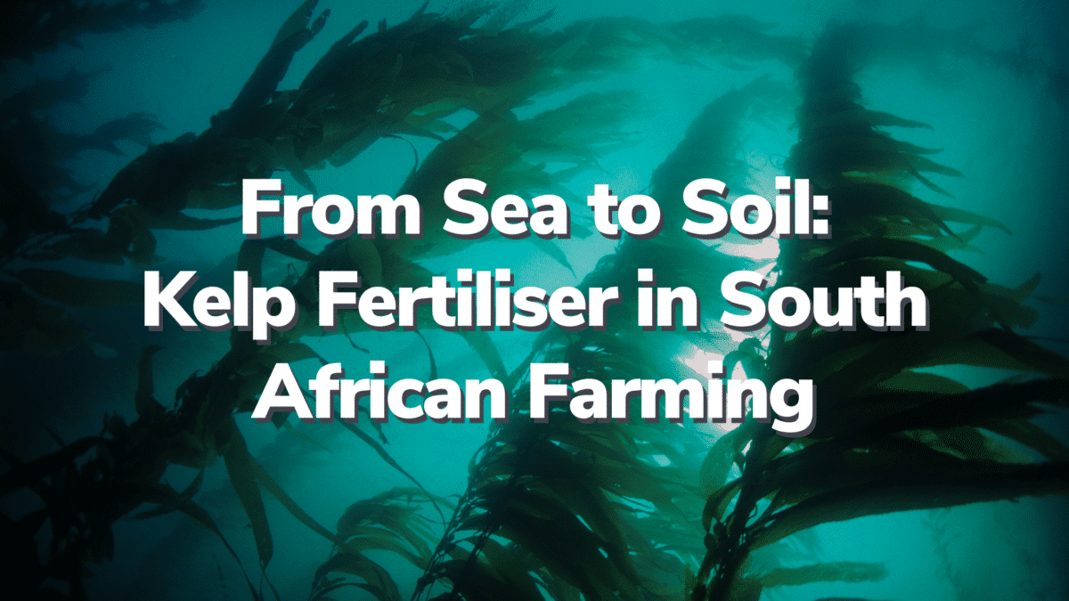 Kelp Fertiliser in South African Farming - Zylem