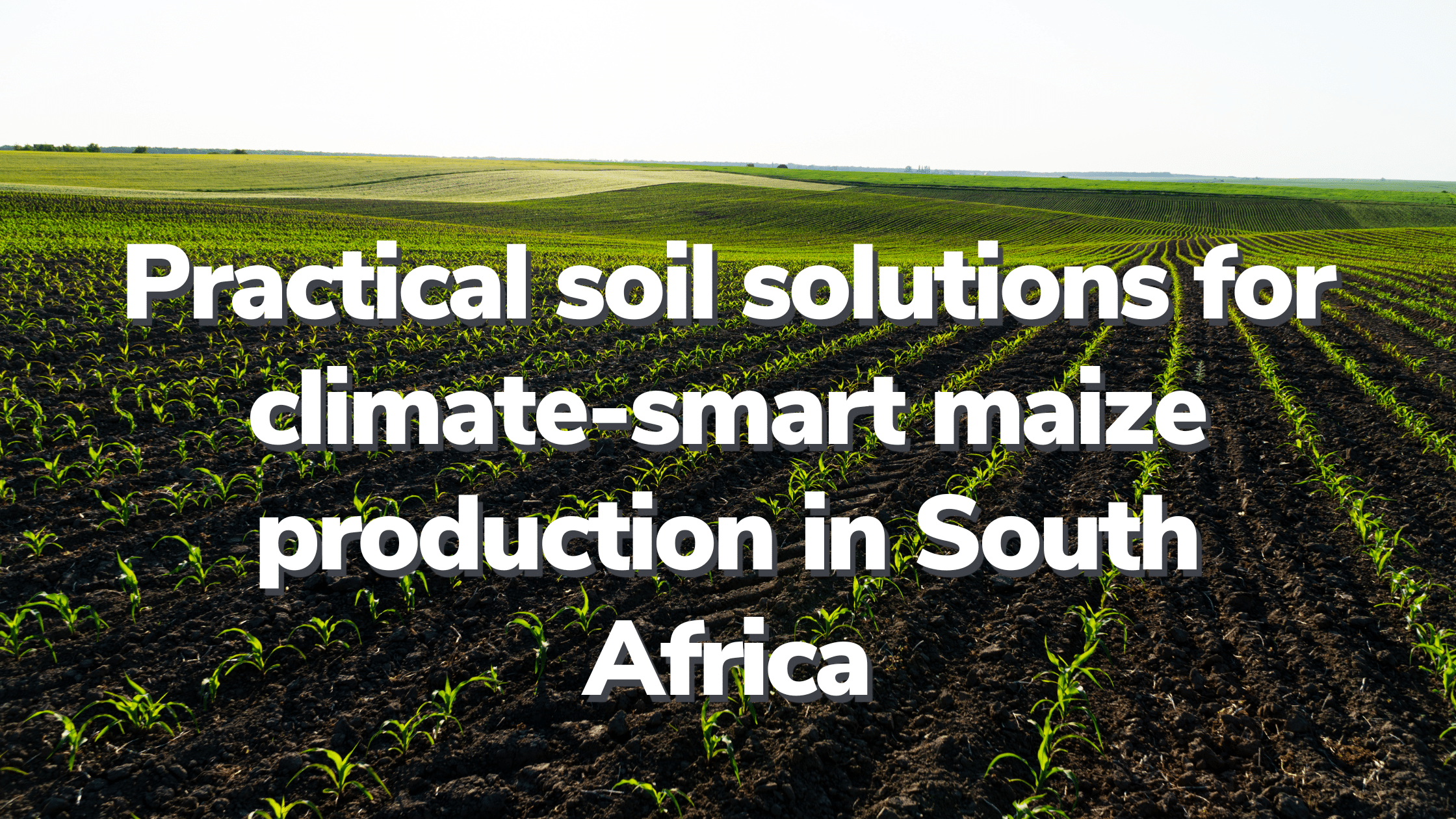Climate-smart maize production in South Africa