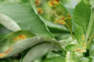 Calcium deficiency in plants