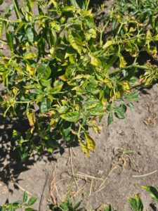 Potassium deficiency in plants
